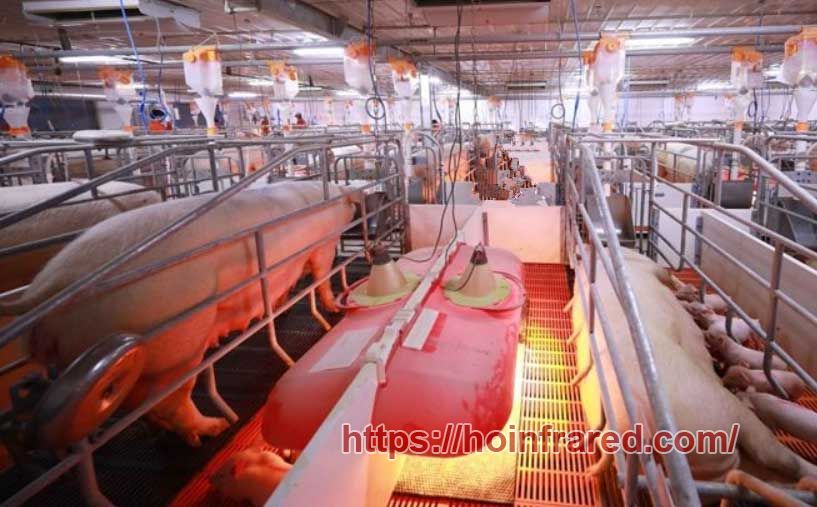Infrared Heat Lamps for Pigs